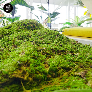 美空401 永生苔藓微景观室内装 饰青苔假山石地貌铺面植物墙仿绿苔