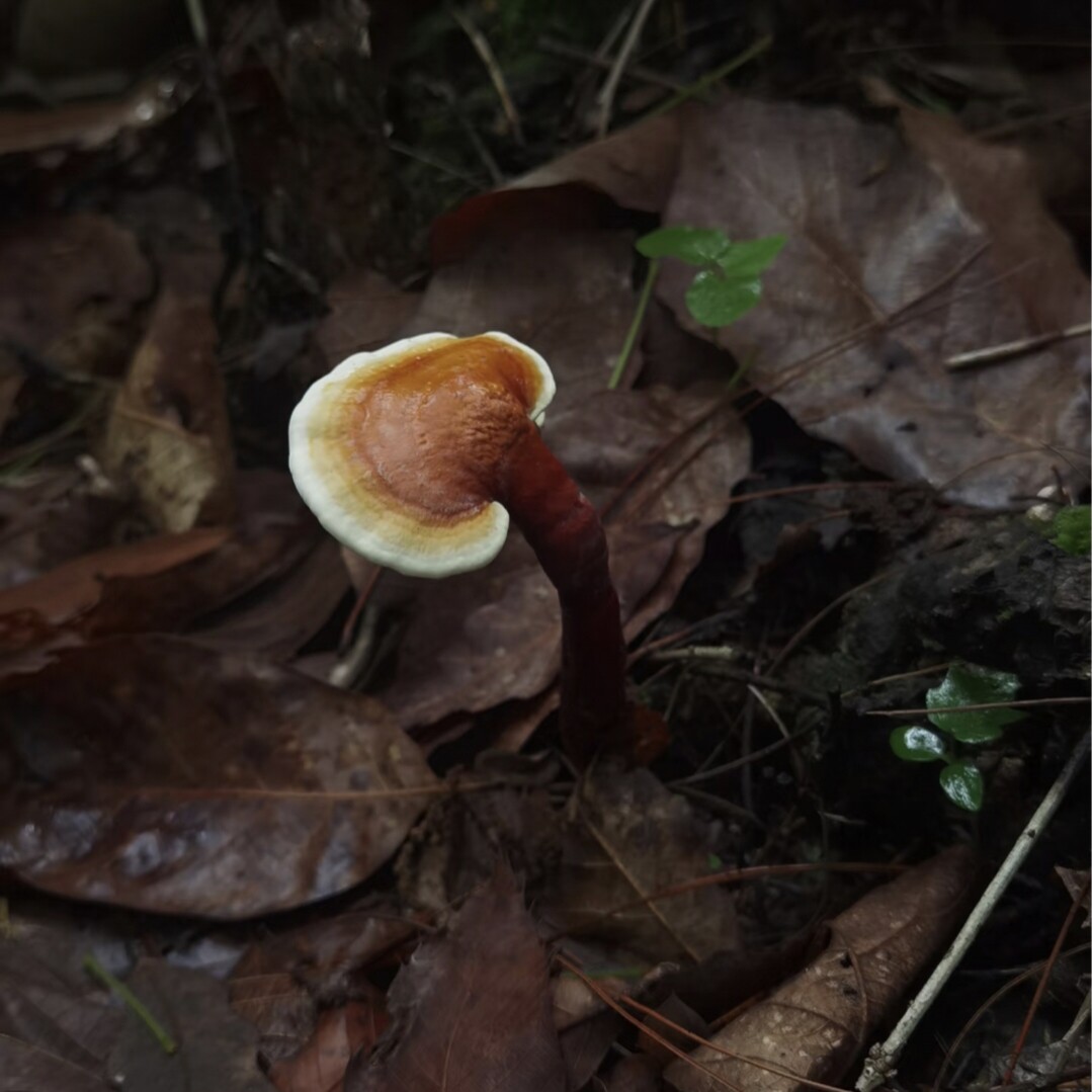 灵芝长白山赤灵芝特级切片纯灵芝片林芝灵芝茶正品干货
