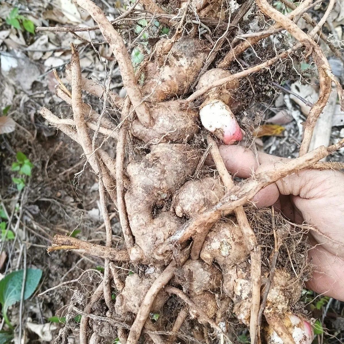 云南野山姜正宗野姜南姜深山现挖山姜头够老南姜开胃卤水配料,水产肉类/新鲜蔬果/熟食,生姜/南姜,淘宝优惠券,粉丝福利购,淘宝优惠卷