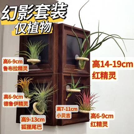 无土空气凤梨新款悬挂组合绿植清仓高档盆栽办公室内婚礼生日礼物