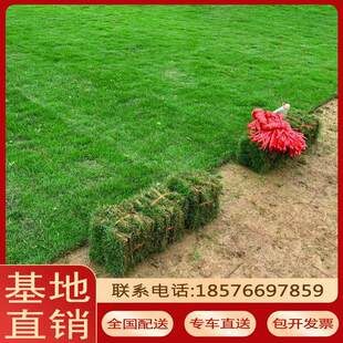 草皮真草坪带泥土别墅花园绿化四季青果岭草台湾草马尼拉草皮带土
