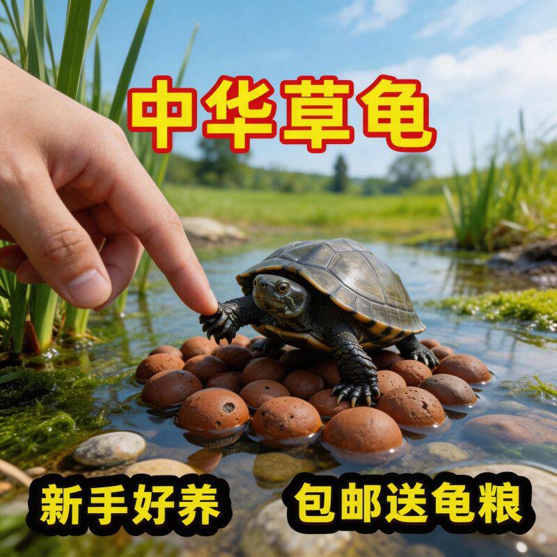 【7-9厘米2只】外塘中华草龟活体宠物龟好养耐活观赏龟
