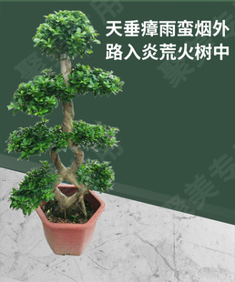 大型小叶榕树盆景S造型8字型绿植盆栽室内庭院气根植物老桩花卉