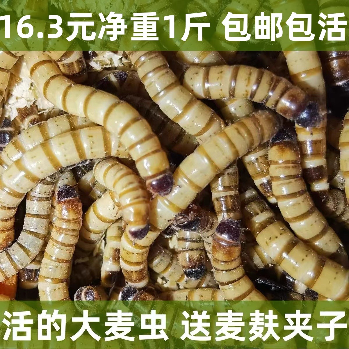 活虫大麦虫活体面包虫金龙鱼八哥守宫活虫子鸟食宠物饲料全国包邮