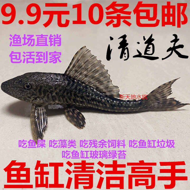 鱼场直销清道夫鱼缸清洁工配鱼大型活体垃圾热带鱼除藻淡水观赏鱼,宠物/宠物食品及用品,鱼,淘宝优惠券,粉丝福利购,淘宝优惠卷