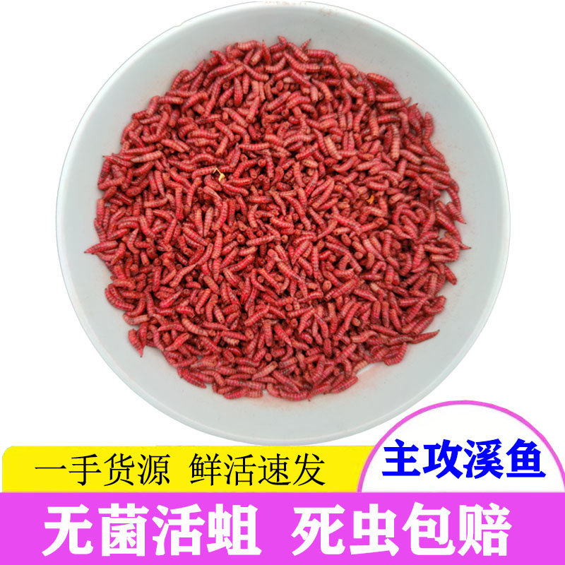 包邮大号活体鲤鱼鲫鱼饵野钓白蛆虫大号蛆牙子小白条红蛆肉蛆