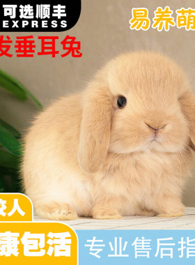 兔子活物小型迷你道奇侏儒荷兰纯种折耳兔宠物好养猫猫霜白垂耳兔