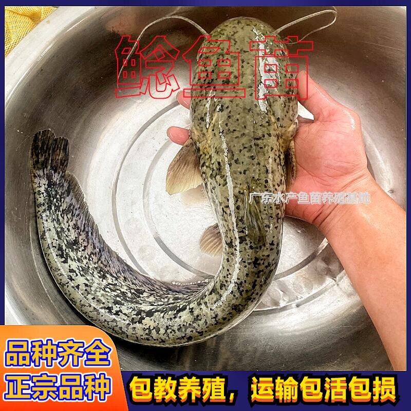 鲶鱼苗淡水南方大口鲶鱼苗黄鲶苗河鲶苗土鲶苗养殖杂交鲶鱼苗活体