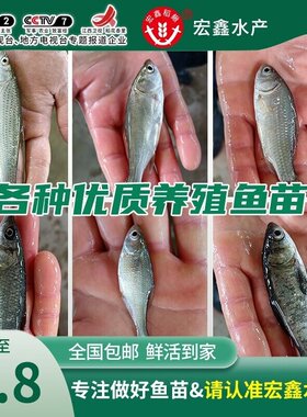 草鱼苗活体小鲤鱼苗鲫鱼苗龙鱼活体饲料鄂龟乌龟开口粮小泥鳅苗