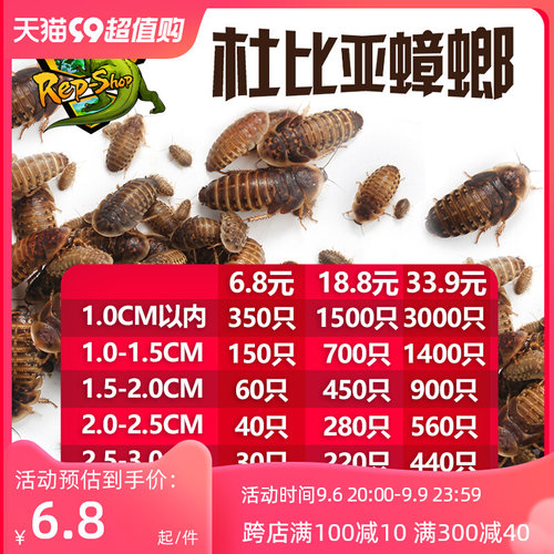 杜比亚蟑螂活虫繁殖组幼体蜥蜴角蛙守宫乌龟龙鱼活体饵饲料超樱桃