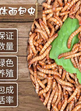 大麦虫活体黄粉面包虫龙鱼八哥守宫画眉鸟吃的虫子幼仔百灵鸟食物