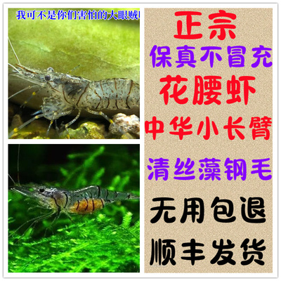 中华小长臂花腰虾秀丽白鱼缸观赏水晶虾除丝藻吃藻虾除藻虾工具虾