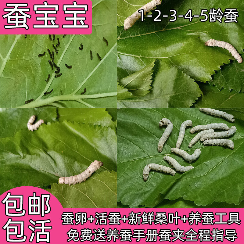 蚕宝宝活物幼蚕活体1龄234龄大蚕学生养蚕套装春蚕七彩蚕蚕卵桑叶