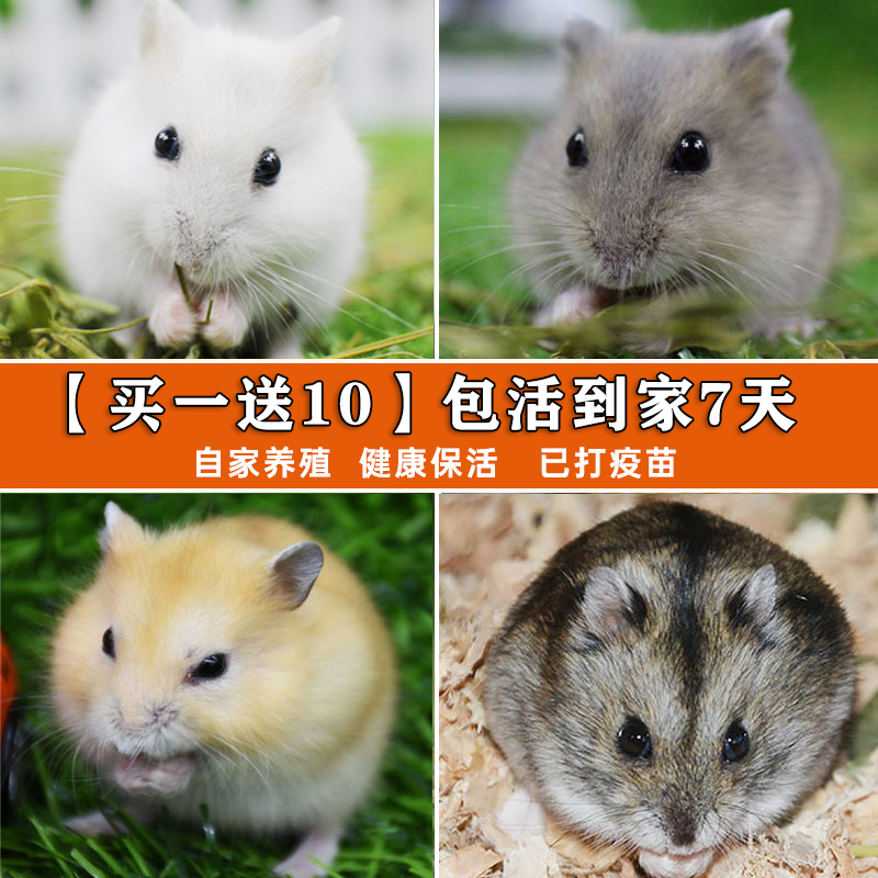 小仓鼠活物已打过疫苗三线银狐布丁紫仓送笼子金丝熊家养活体宠物,宠物/宠物食品及用品,笼子,淘宝优惠券,粉丝福利购,淘宝优惠卷