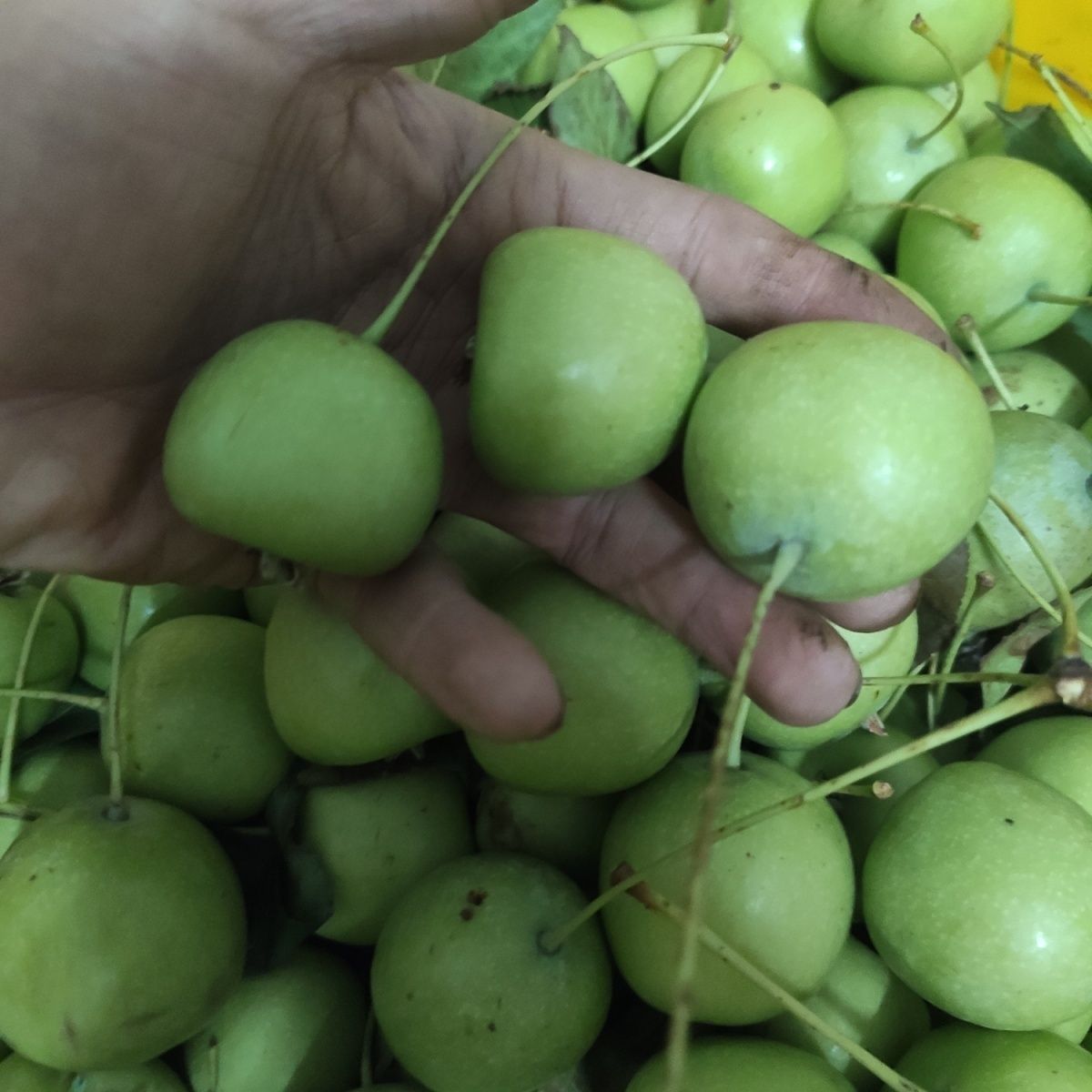 小果广西特产新鲜青皮山楂小果水果青皮山楂果广西多依果鲜果小果