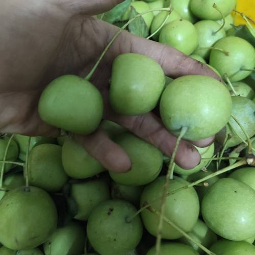 小果广西特产新鲜青皮山楂小果水果青皮山楂果广西多依果鲜果小果