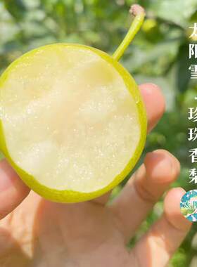 攀枝花米易普威太阳雪珍珠梨谜梨爽脆无渣脆甜花香梨1259蜂糖迷梨