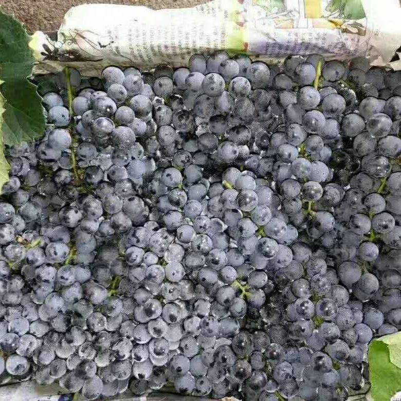 新鲜自酿用可食用纯广西山葡萄