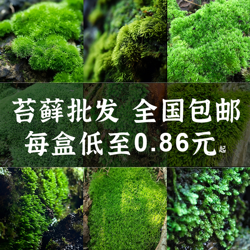 苔藓微景观鲜活青苔藓假山微景观永生室内草皮闷养绿植盆栽造景