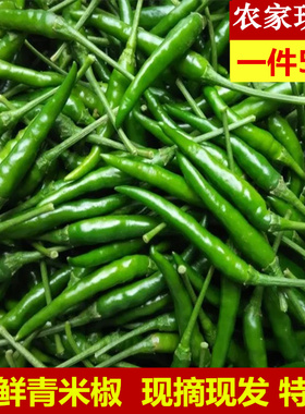 小米辣椒新鲜批发农家自种青辣椒新鲜指朝天椒蔬菜泡椒特辣青椒5