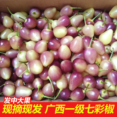 中大果新鲜广西现摘包邮七彩椒