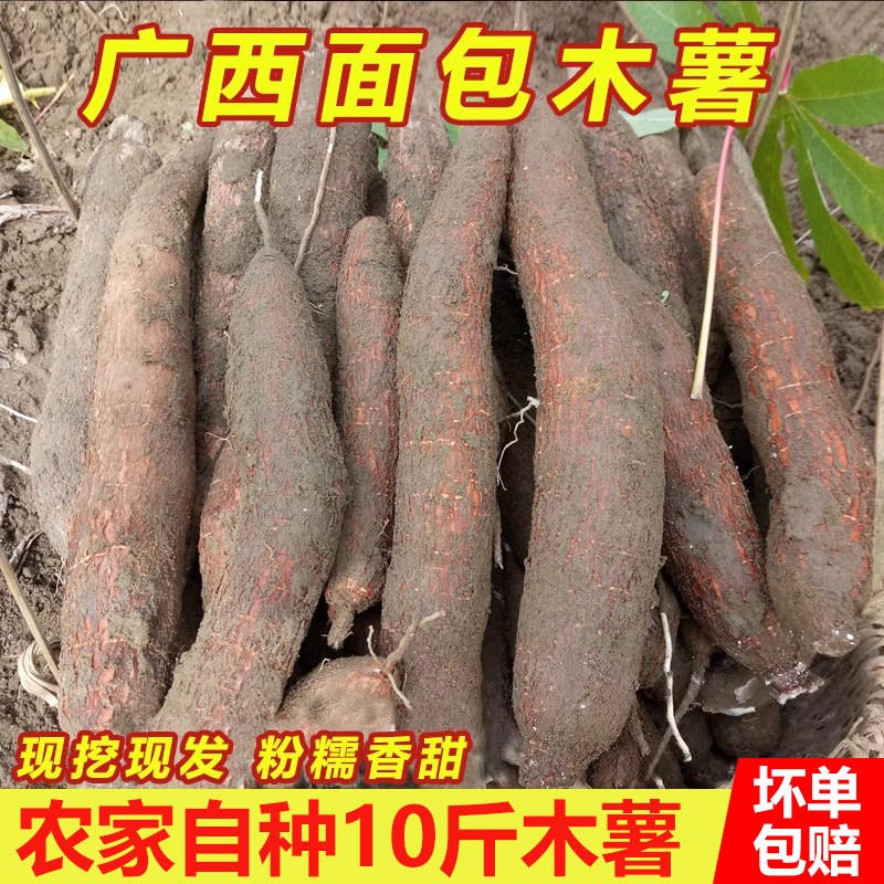 新鲜广西现挖土特产板栗番薯包邮