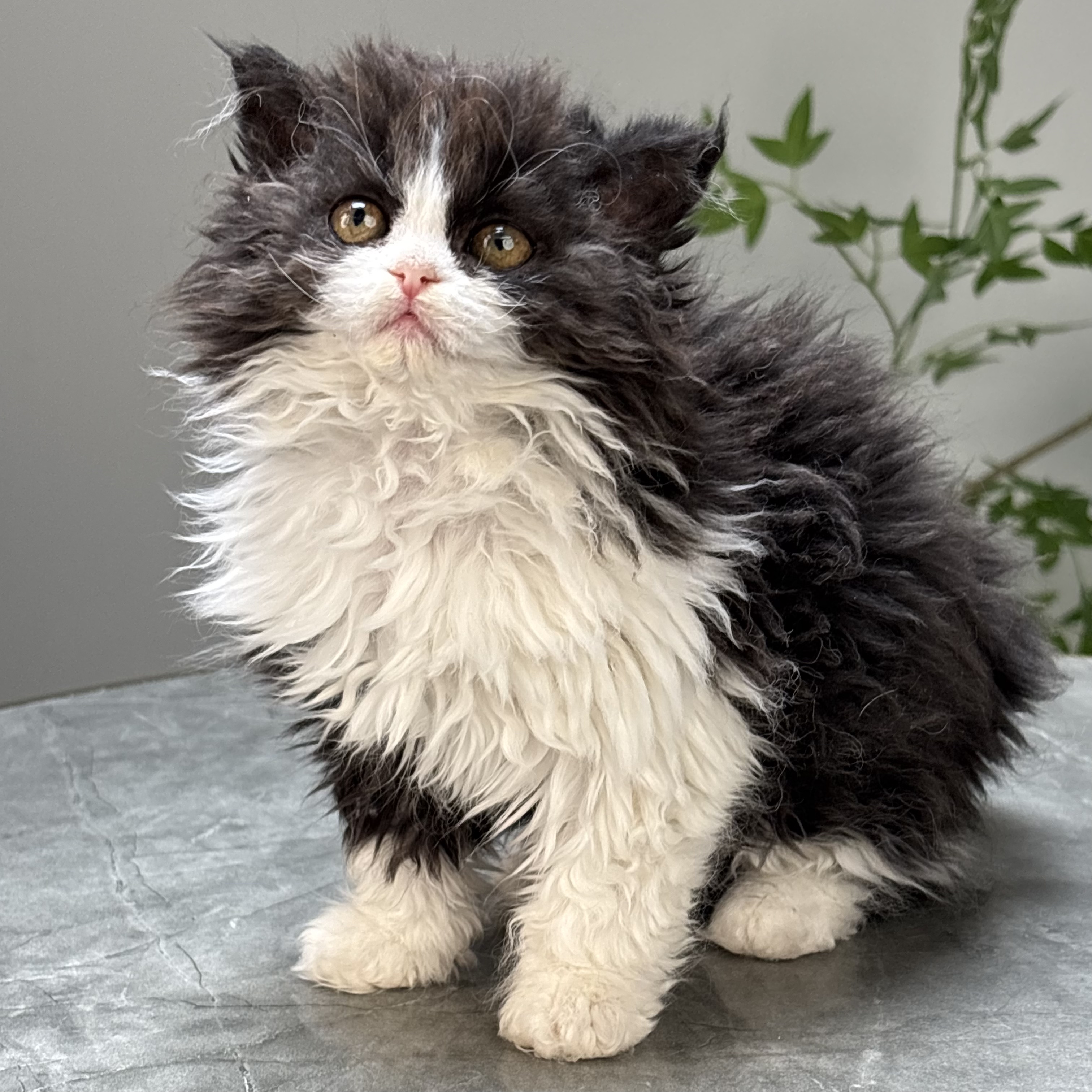 赛尔凯克宠物猫咪活体黑白奶牛配色