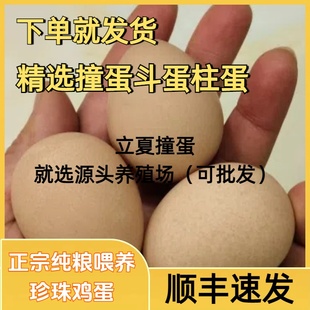 新鲜珍珠蛋 立夏撞蛋斗蛋 柱蛋节蛋王 石头蛋 营养补钙飞土鸡蛋