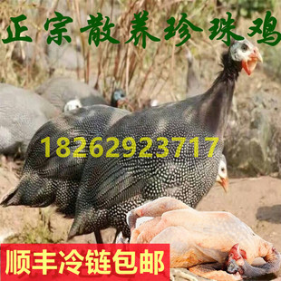 散养老珍珠鸡活体包活到家  月子鸡肉质鲜美补钙神器杀好三斤左右