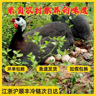 散养珍珠鸡蛋 孕妇儿童老人学生补钙宝宝辅食蛋 食用高档土鸡蛋