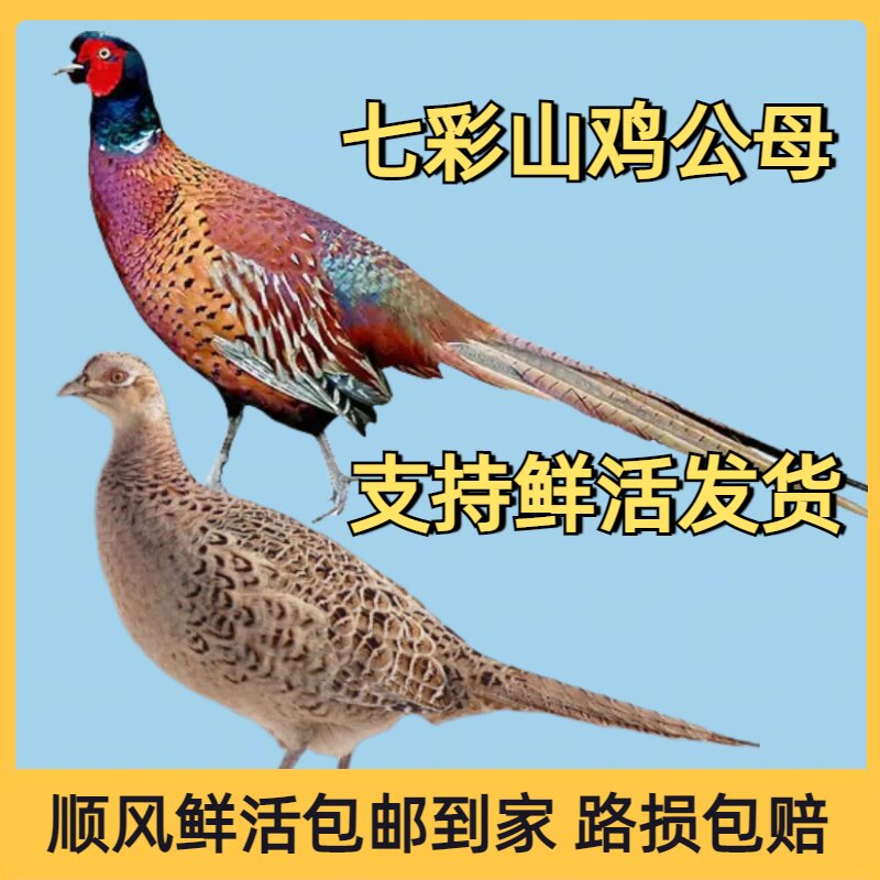 农家散养七彩山鸡活体 珍珠鸡月子鸡走地鸡 会飞绿雉鸡 观赏鸡