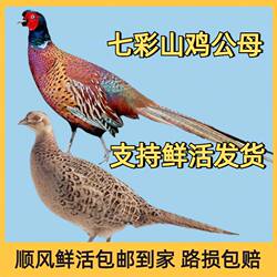 农家散养七彩山鸡活体 珍珠鸡月子鸡走地鸡 会飞绿雉鸡 观赏鸡
