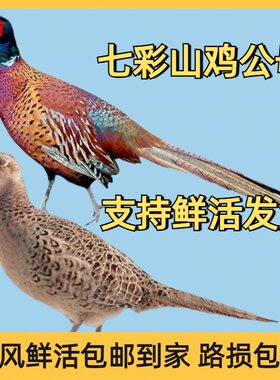 七彩山鸡活体支持现杀