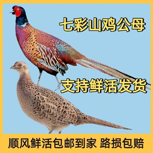 农家散养七彩山鸡活体 珍珠鸡月子鸡走地鸡 会飞绿雉鸡 观赏鸡