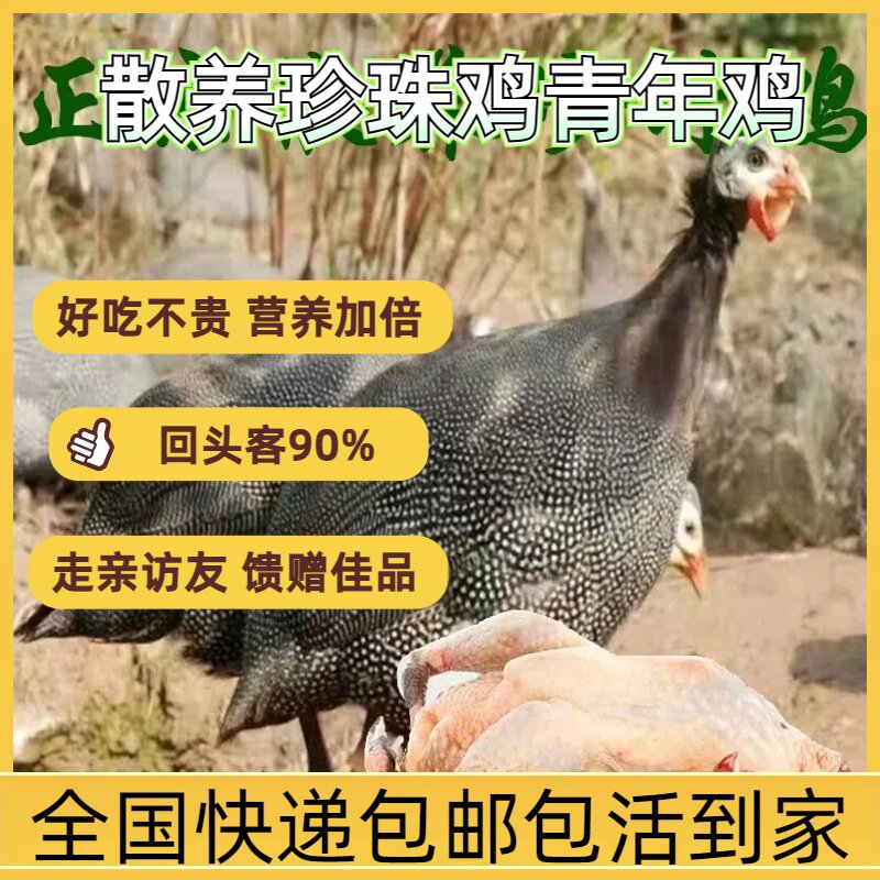 苏北散养珍珠鸡 青年鸡 珍珠鸟 包活到家 肉质鲜美 加倍营养