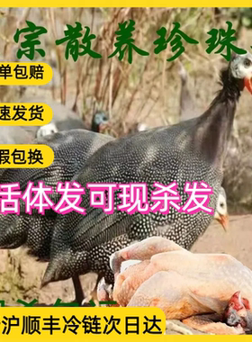 活体江苏散养珍珠鸡补钙补脑