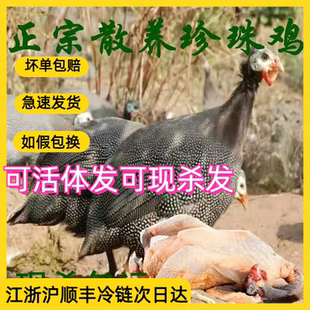 苏北散养珍珠鸡 走地老鸡 补钙滋补补脑加倍营养月子鸡可活体发