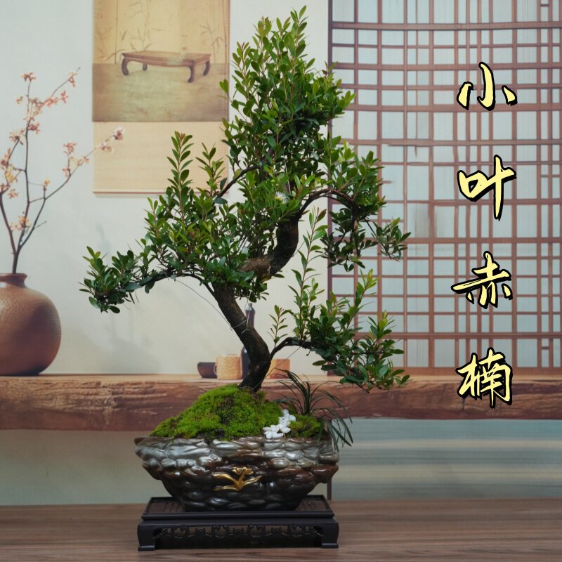 小叶赤楠造型盆景开花结果绿植