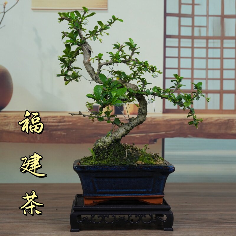 福建茶造型盆景开花绿植