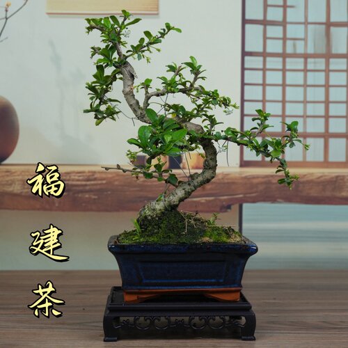 福建茶造型盆景开花绿植