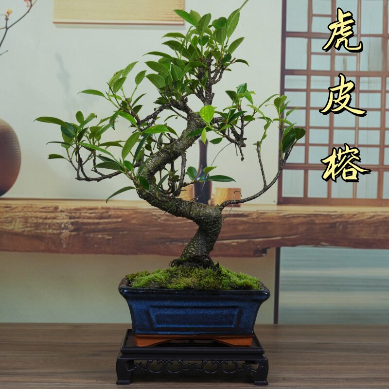 虎皮榕树造型盆景室内观叶绿植