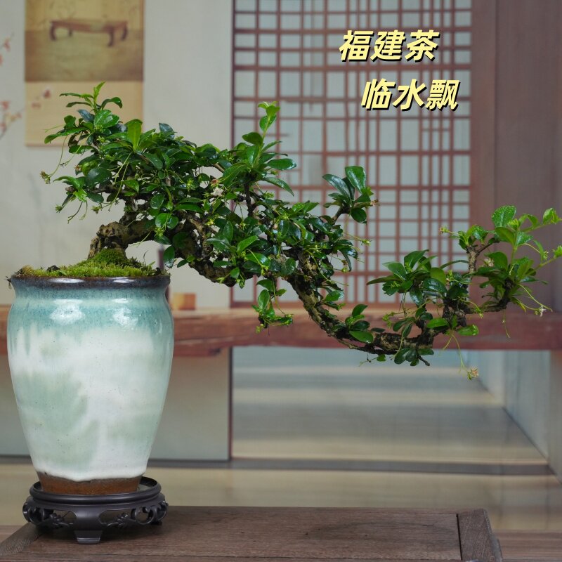 福建茶悬崖临水飘造型盆景室内外观叶绿植