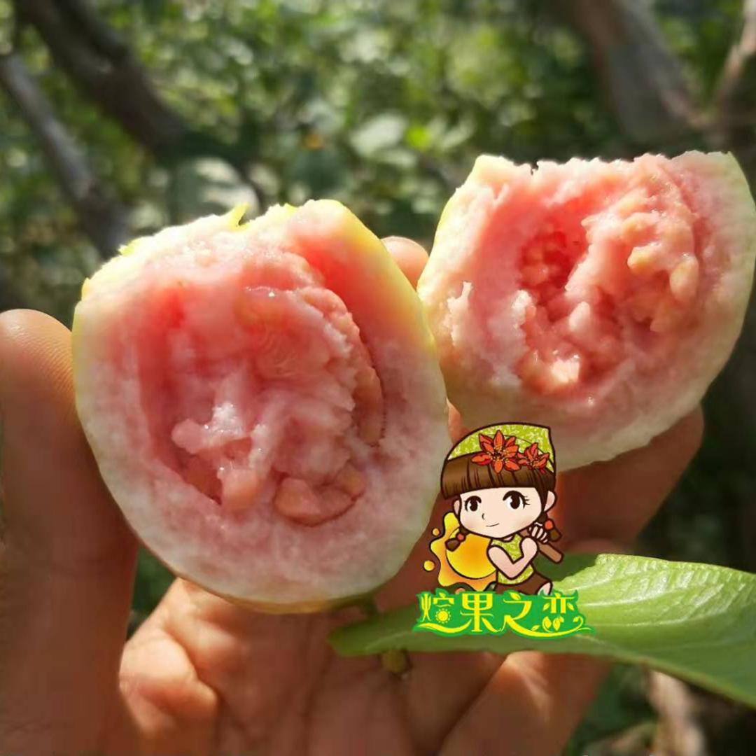 攀枝花野生红心果 高山天然水果番石榴芭乐果鸡矢果新鲜水果现摘