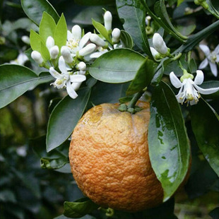 新鲜采摘金华正宗土玳玳果代代橘回青橙酸橙苦橙枳实枳壳成熟黄果