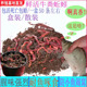 蚯蚓盒装 野钓垂钓活饵蚯蚓保鲜牛粪蚯蚓进货红蚯蚓大号中号蚯 散装