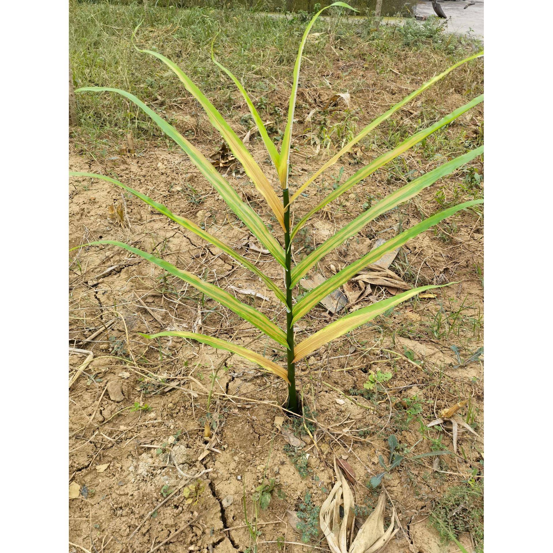 仿姜真植物假生姜绿001生作姜植苗嫩姜老农物拍摄道具装饰工厂