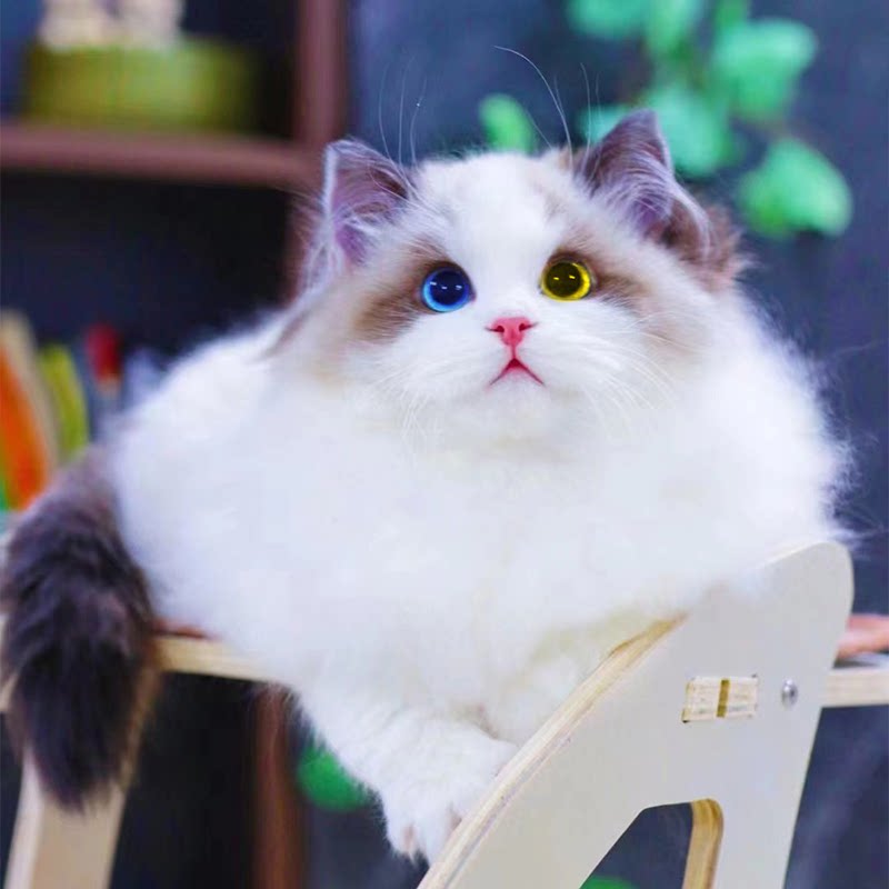 赛级布偶猫幼猫蓝双海双纯种布偶猫幼崽新脸版布偶猫宠物猫猫咪