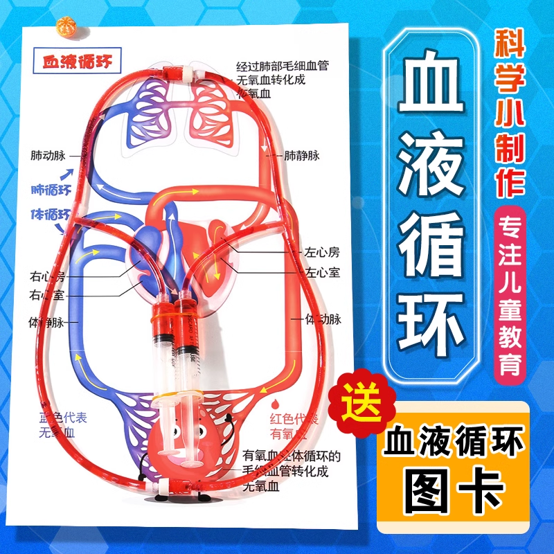 人体心脏血液循环模型儿童趣味科技小制作材料包初中生物实验器材