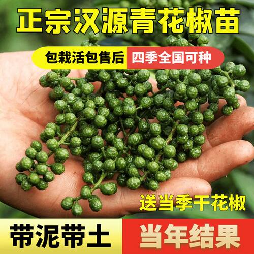 汉源藤椒树苗假一赔十汉源直发