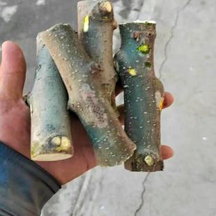 四川雅安汉源贡椒花椒树木头农家磨牙棒原料婴儿宝宝手工木料玩具